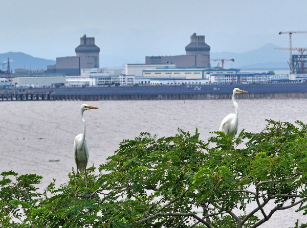 美麗中國看核電丨三門(mén)：懷抱山海 共棲自然