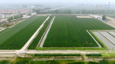 搶農時(shí) 希望田野盡春耕