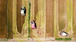 夏糧，穩！