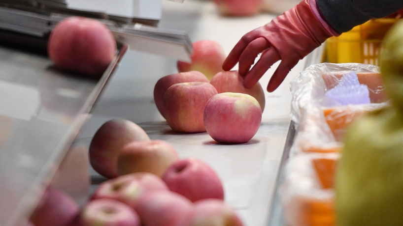 延安蘋(píng)果產(chǎn)業(yè)發(fā)展觀(guān)察：小蘋(píng)果，讓老鄉們生活越來(lái)越紅火