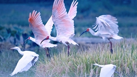 萬(wàn)物并育和合生——中國積極推動(dòng)全球生物多樣性治理進(jìn)程