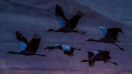 新華社重磅文章:鯤鵬展翅九萬(wàn)里