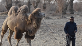 大漠小村譜新篇&mdash;&mdash;聆聽(tīng)新疆鄉村振興脈動(dòng)新聲