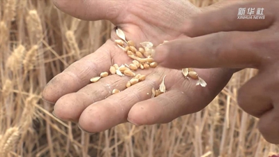 &ldquo;關(guān)中第一鐮&rdquo;開(kāi)鐮收麥啦！未來(lái)半個(gè)月，關(guān)中平原滿(mǎn)眼金黃