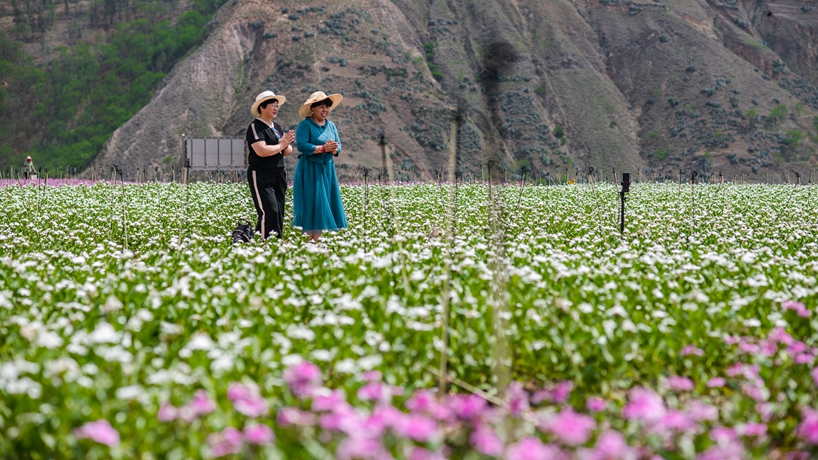 從滿(mǎn)目瘡痍到青山綠嶺&mdash;&mdash;云南東川的綠色蝶變