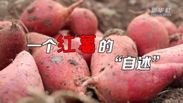 想看看紅薯的&ldquo;鍍金&rdquo;之旅嗎？來(lái)聽(tīng)聽(tīng)&ldquo;自述&rdquo;吧！