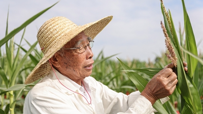 87歲，他在三亞南繁又一年