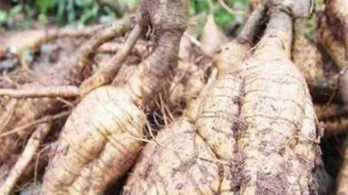 葛根專(zhuān)委會(huì )