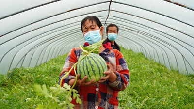 疫情致浦東120萬(wàn)斤西瓜滯銷(xiāo)？記者實(shí)地探訪(fǎng)