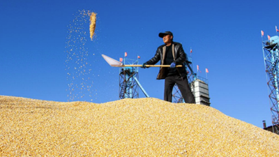 遍野金黃豐收忙——內蒙古通遼千萬(wàn)畝玉米種植區秋收見(jiàn)聞