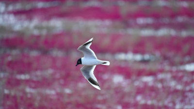 生態(tài)好不好，看鳥(niǎo)就知道&mdash;&mdash;遼河口濕地保護見(jiàn)聞