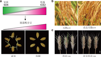 我國科學(xué)家找到調控水稻、小麥穗發(fā)芽的&ldquo;開(kāi)關(guān)&rdquo;