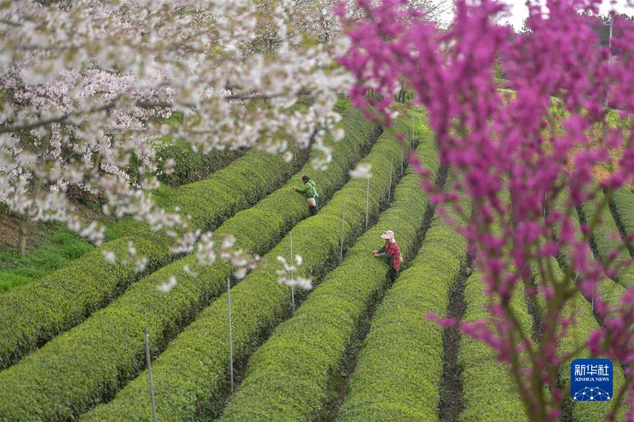 #（經(jīng)濟）（3）貴州余慶：采摘&ldquo;明前茶&rdquo;