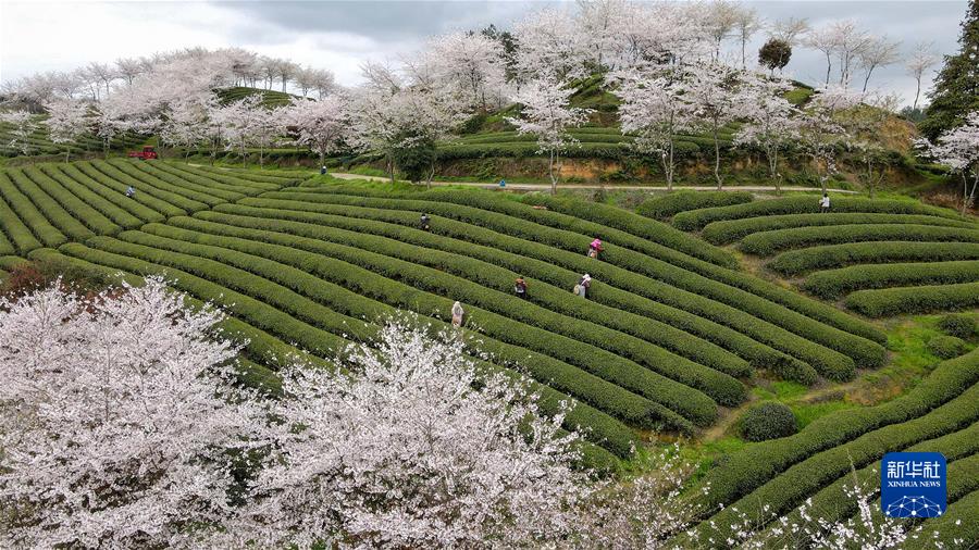 #（經(jīng)濟）（4）貴州余慶：采摘&ldquo;明前茶&rdquo;