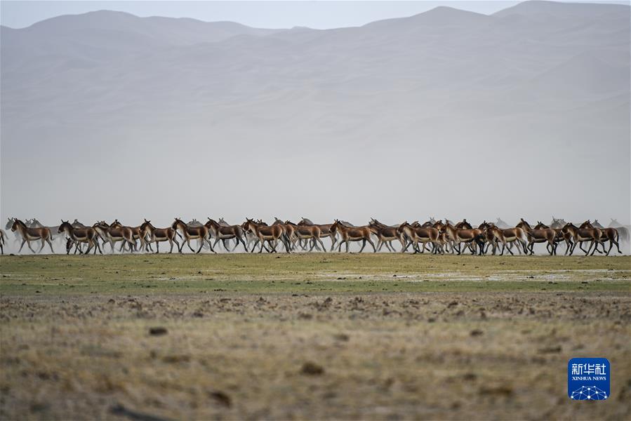 （鏡觀(guān)中國&middot;新華社國內新聞?wù)掌恢芫x）（10）初夏時(shí)節 阿爾金山生機盎然