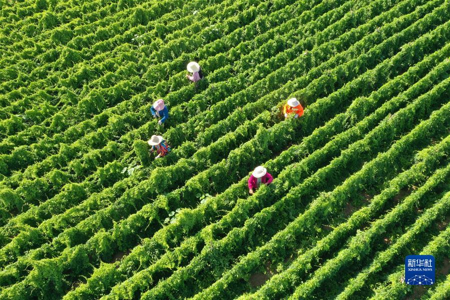 #（經(jīng)濟）（2）小暑農忙