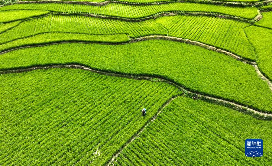 #（經(jīng)濟）（5）小暑農忙