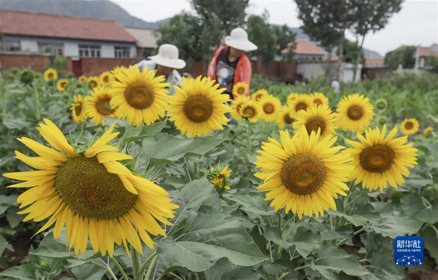 #（經(jīng)濟）（6）小暑農忙