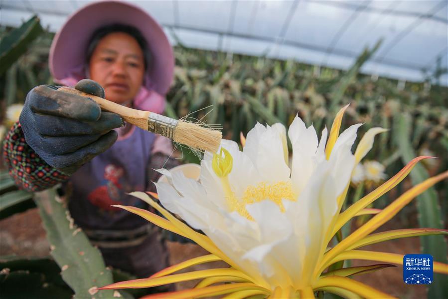 #（經(jīng)濟）（9）小暑農忙