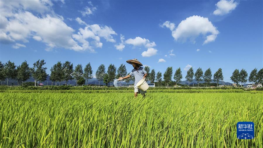 #（經(jīng)濟）（10）小暑農忙