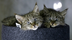 新華全媒+丨生態(tài)向好，&ldquo;高原喵星人&rdquo;萌態(tài)歸來(lái)