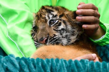 新華全媒+丨一二三四五，虎虎虎虎虎