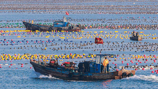 &ldquo;海上春耕&rdquo;美如畫(huà)