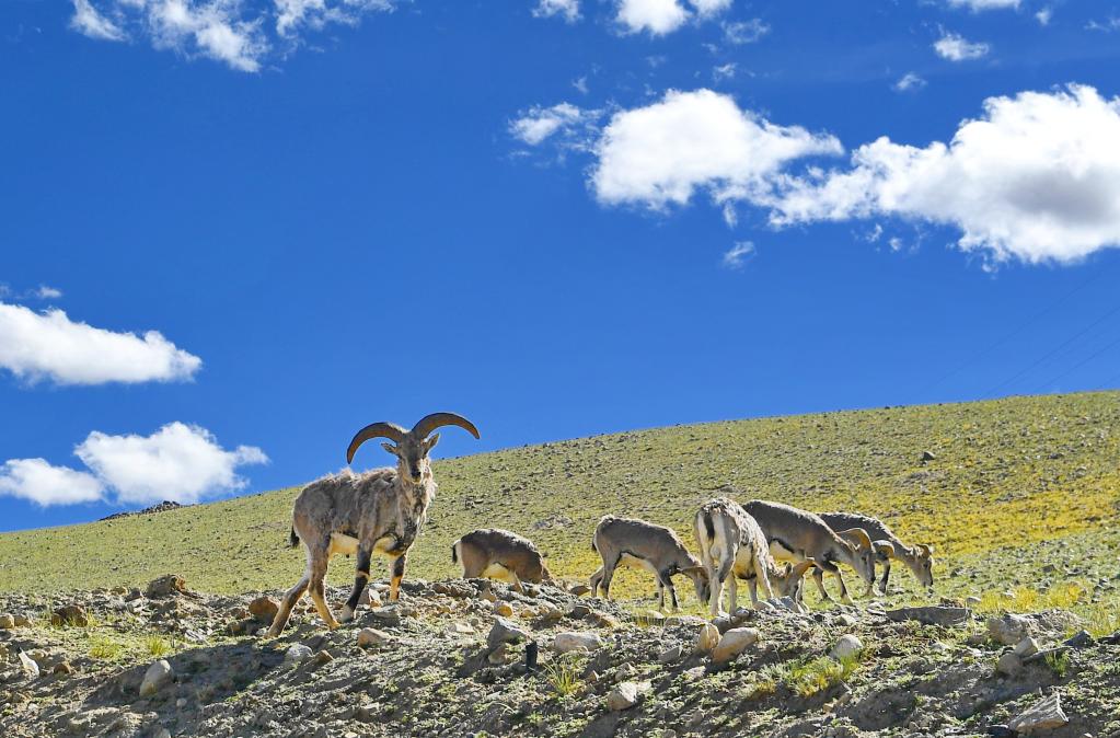 鏡觀(guān)中國&middot;新華社國內新聞?wù)掌恢芫x