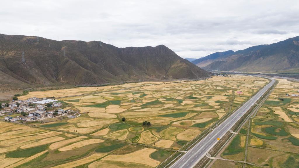 西藏墨竹工卡縣:收獲青稞