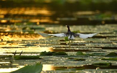 詩(shī)意中國&mdash;&mdash;翻空白鳥(niǎo)時(shí)時(shí)見(jiàn)，照水紅蕖細細香