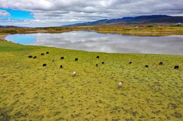 新華全媒+丨甘肅瑪曲:保護草原生態(tài) 涵養黃河水源