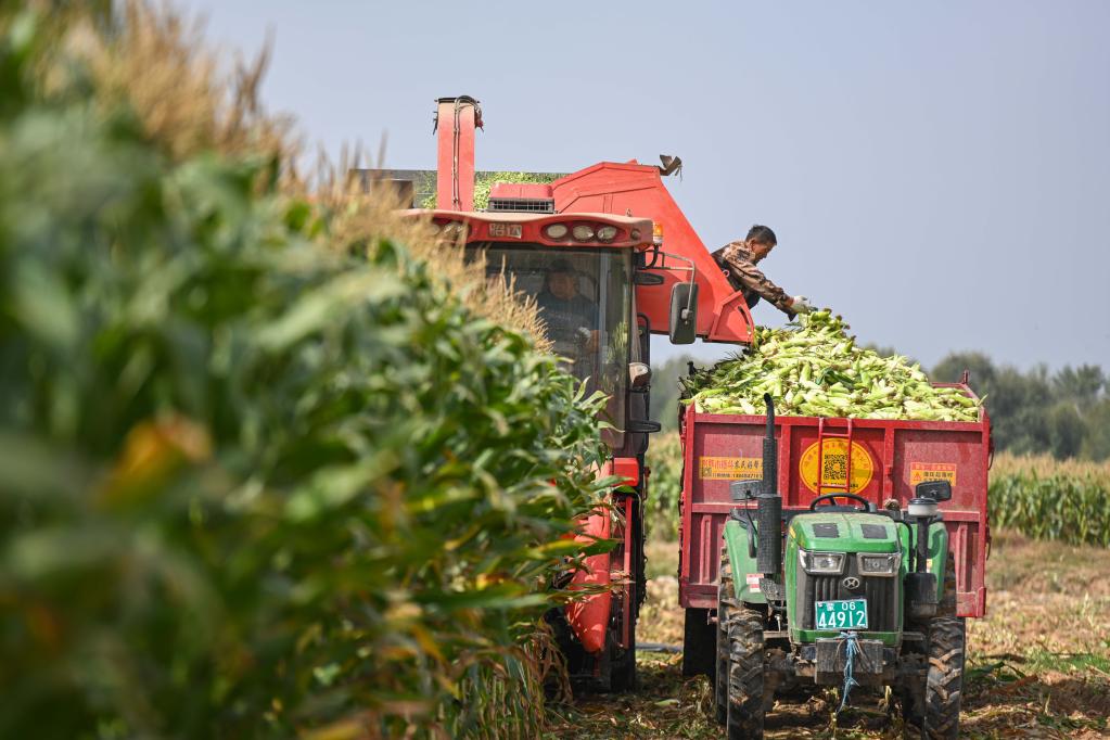 內蒙古準格爾旗:甜糯玉米迎豐收