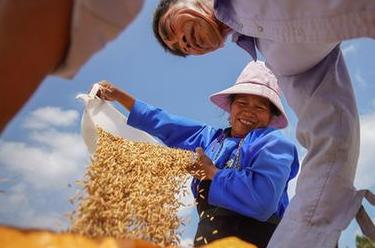 詩(shī)意中國&mdash;&mdash;百里西風(fēng)禾黍香，鳴泉落竇谷登場(chǎng)