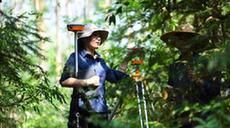 嶺南森林里的&ldquo;格?；?rdquo;