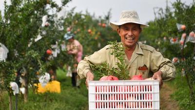 新華全媒+丨陜西臨潼:傳統石榴產(chǎn)區煥發(fā)新活力