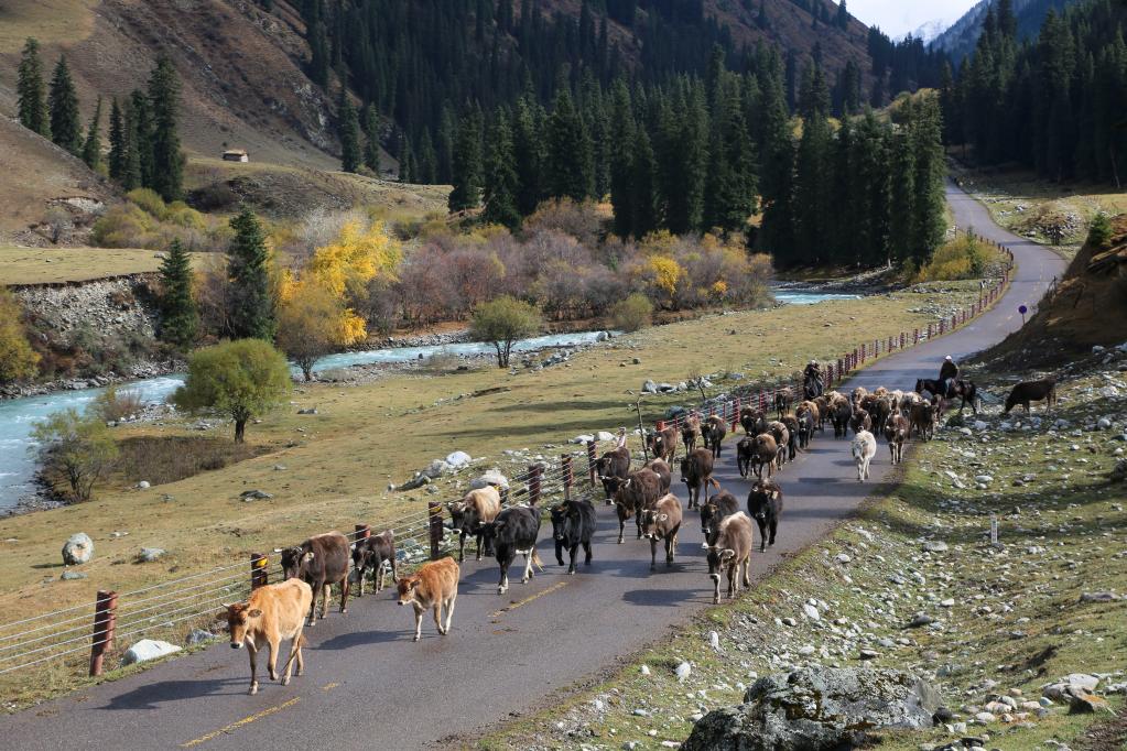 新疆昭蘇：褐牛轉場(chǎng)出天山
