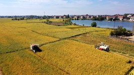 金秋時(shí)節收割忙