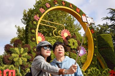 青島：賞菊正當時(shí)