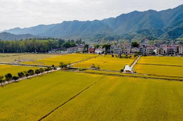 美麗鄉村繪就金秋畫(huà)卷