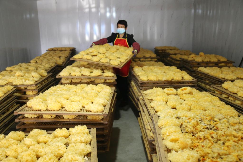 山東惠民:銀耳朵朵綻放致富花