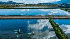 &ldquo;水質(zhì)風(fēng)向標&rdquo;化身&ldquo;致富菜&rdquo;