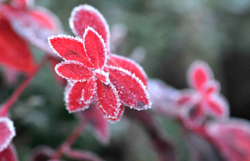 新華全媒+｜詩(shī)意中國&mdash;&mdash;山明水凈夜來(lái)霜，數樹(shù)深紅出淺黃