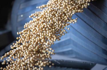 新華全媒+丨中國產(chǎn)糧第一大省秋糧收購有序展開(kāi)