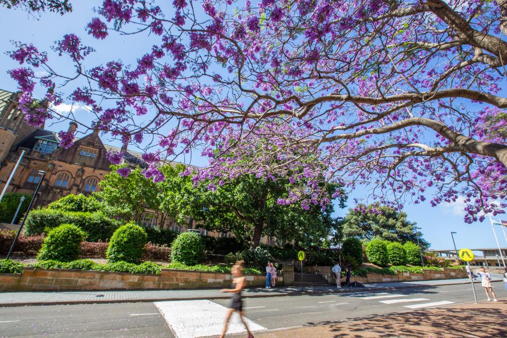 澳大利亞悉尼：藍花楹盛開(kāi)