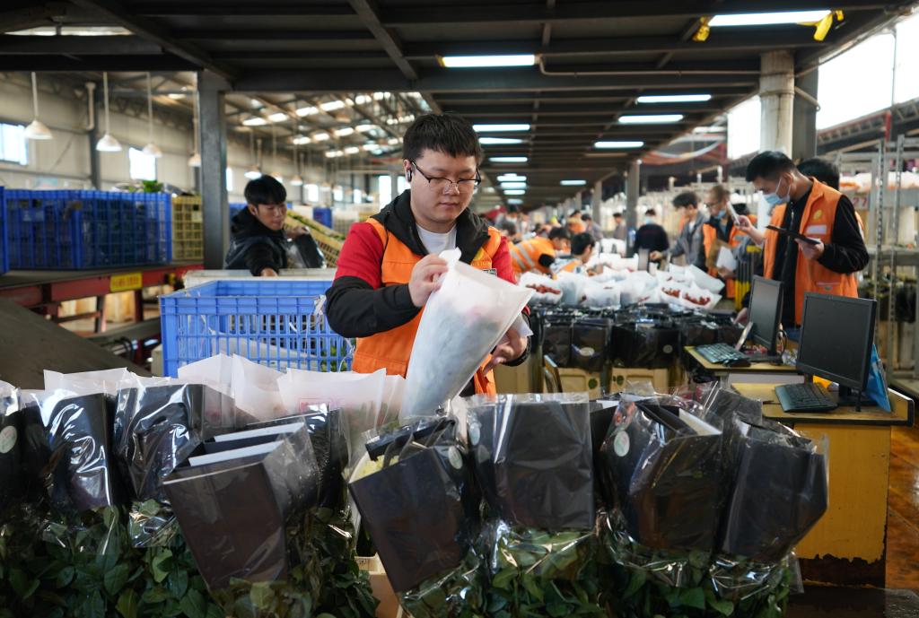 新華全媒+丨云南昆明：&ldquo;雙11&rdquo;鮮花俏銷(xiāo)