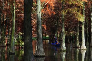 上海：&ldquo;水上森林&rdquo;枝頭盡染 風(fēng)景如畫(huà)