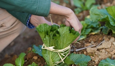 新華全媒+丨新農人的&ldquo;蔬菜盲盒&rdquo;生意經(jīng)