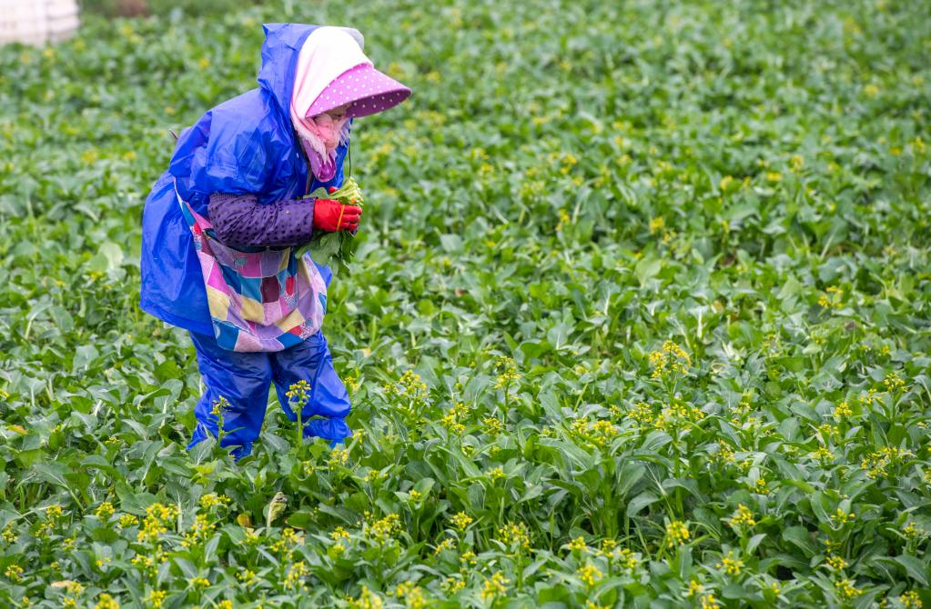 湖南道縣:冬收蔬菜保供應