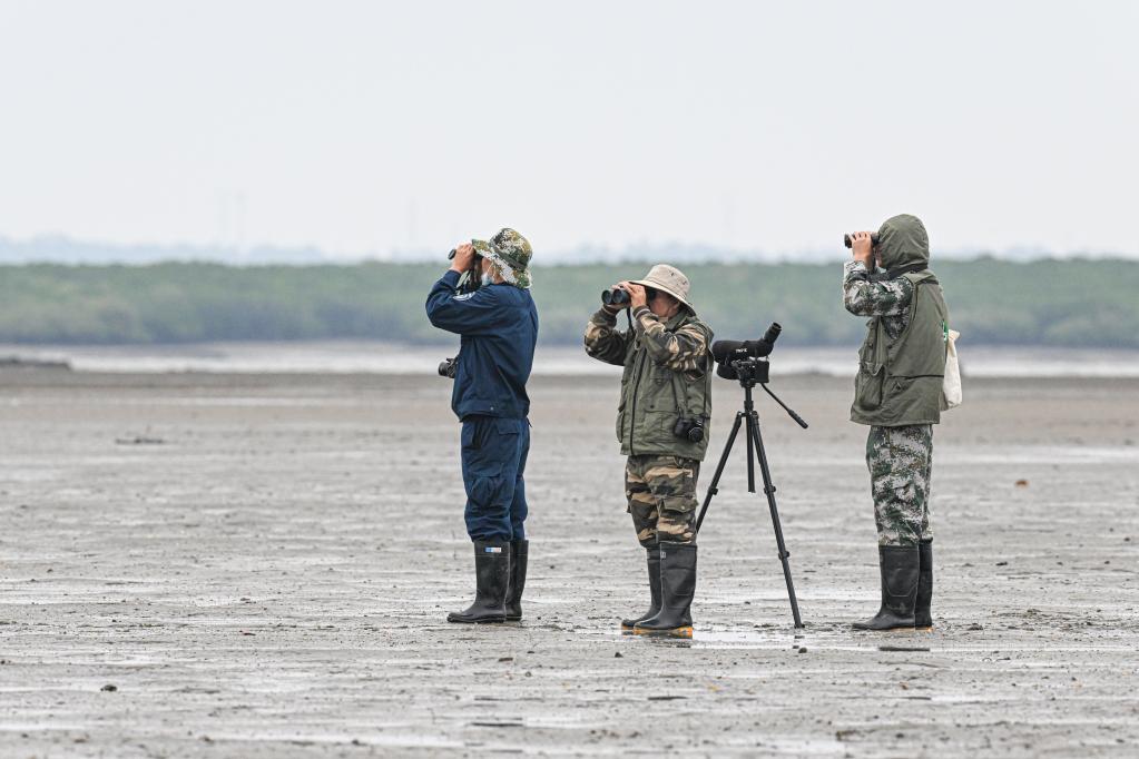 新華全媒+丨&ldquo;鳥(niǎo)中大熊貓&rdquo;再抵儋州越冬