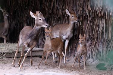 廣州長(cháng)?。簝深^海南坡鹿幼崽與游客見(jiàn)面